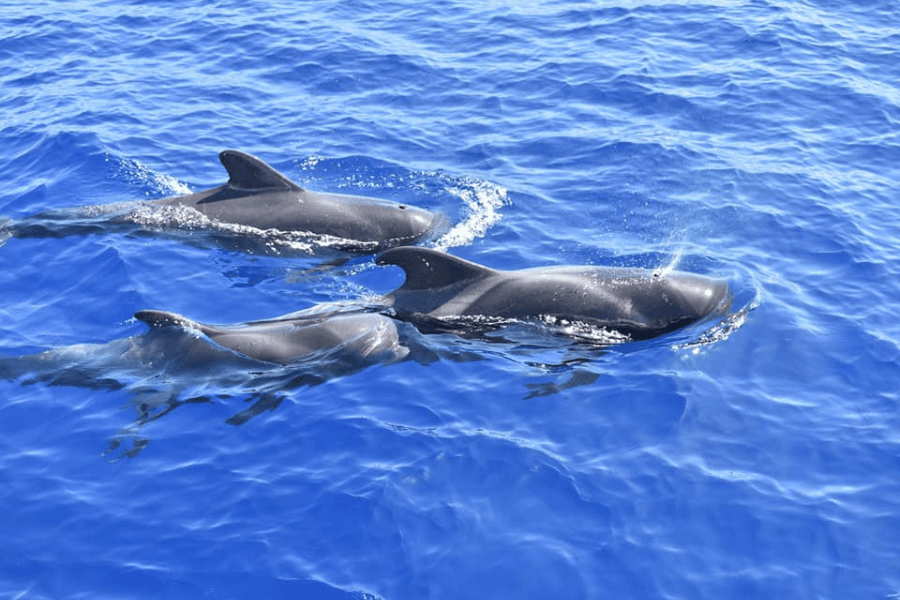 Whale Watching Catamaran to Los Gigantes & Masca