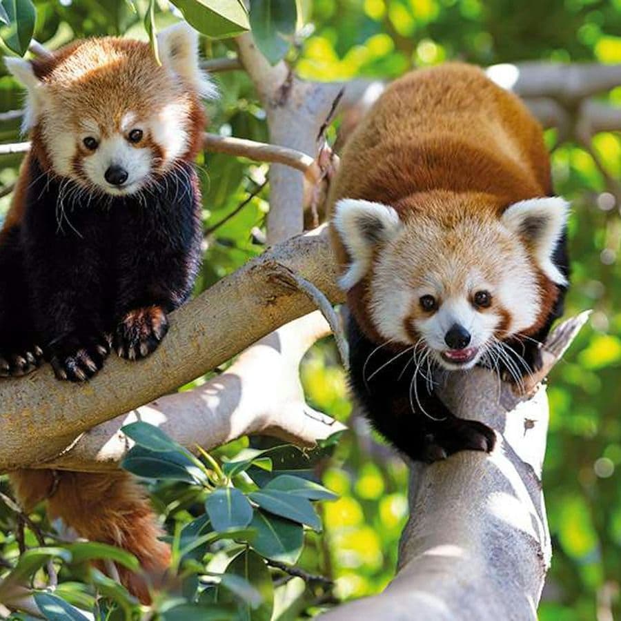 Loro Parque: Entry Ticket + Transport