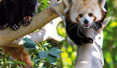 Loro Parque: Entry Ticket + Transport