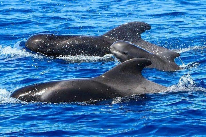 Whale Watching Catamaran in Costa Adeje