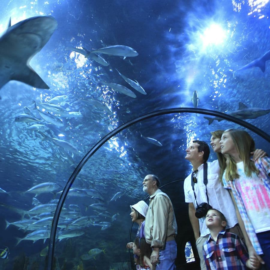 Loro Parque: Entry Ticket