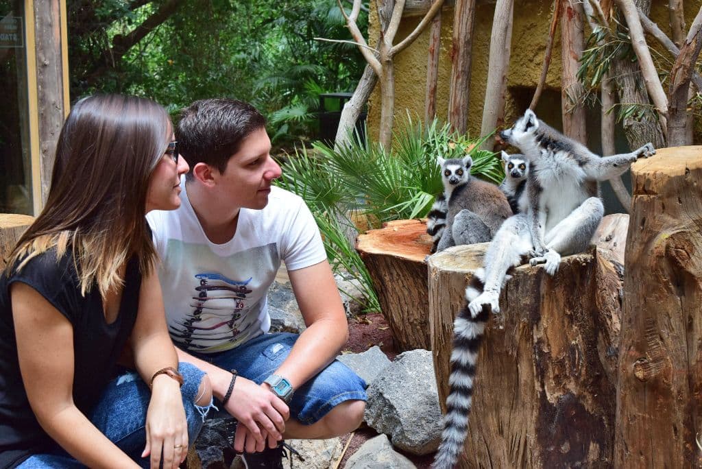 Skip the Line: Jungle Park Tenerife Entrance Ticket