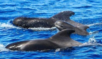 Whale Watching Catamaran to Los Gigantes & Masca
