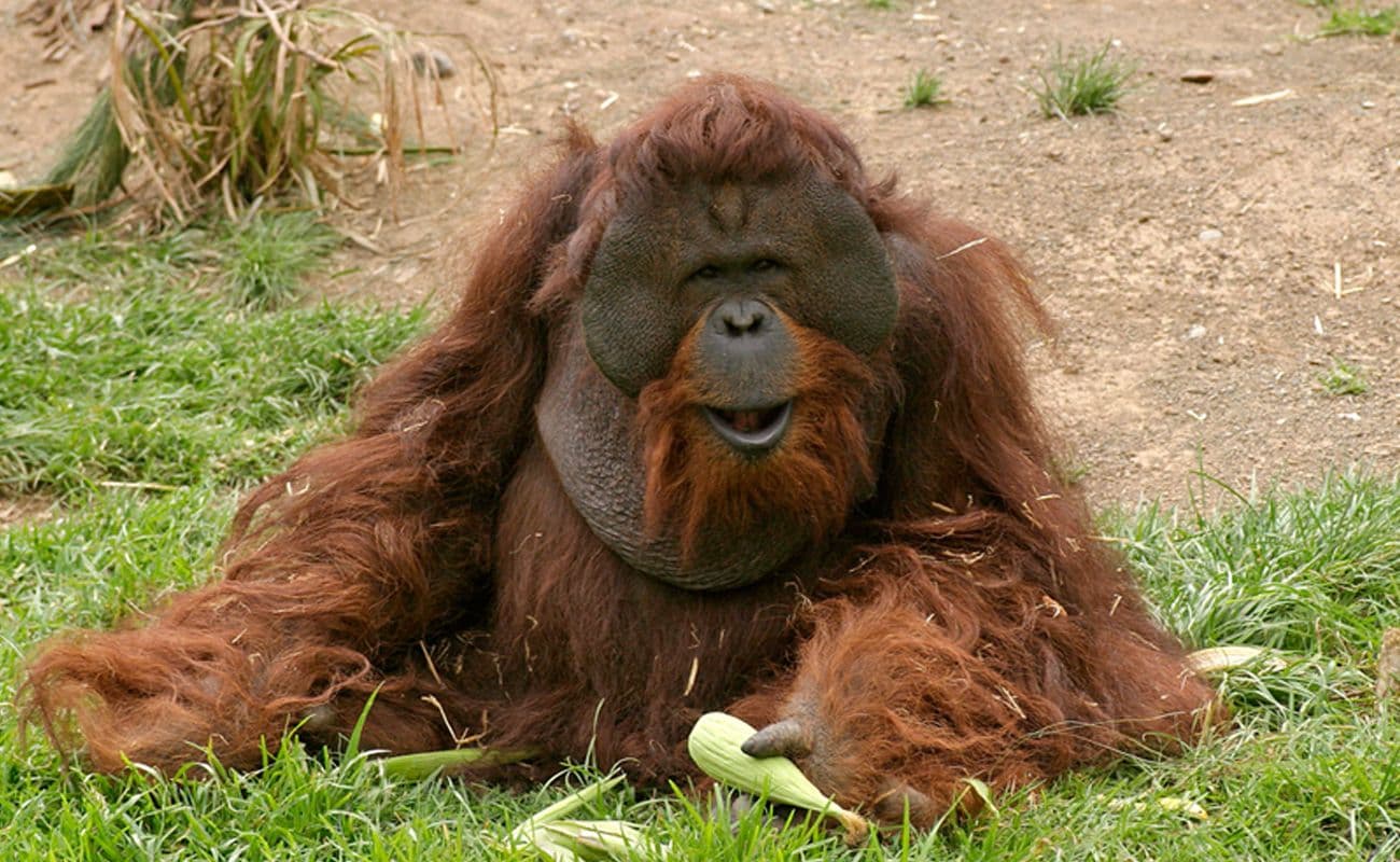 Skip the Line: Jungle Park Tenerife Entrance Ticket