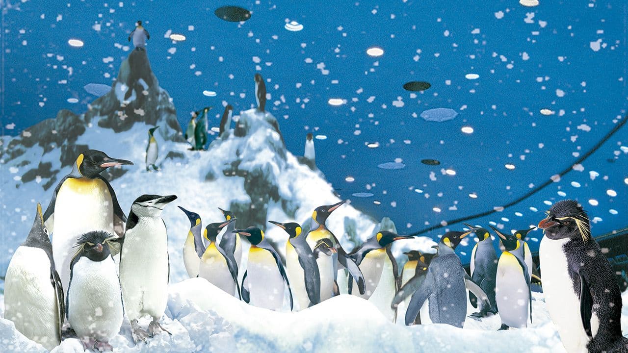 Twin ticket (Loro Parque + Siam Park) with transfer to Loro Park