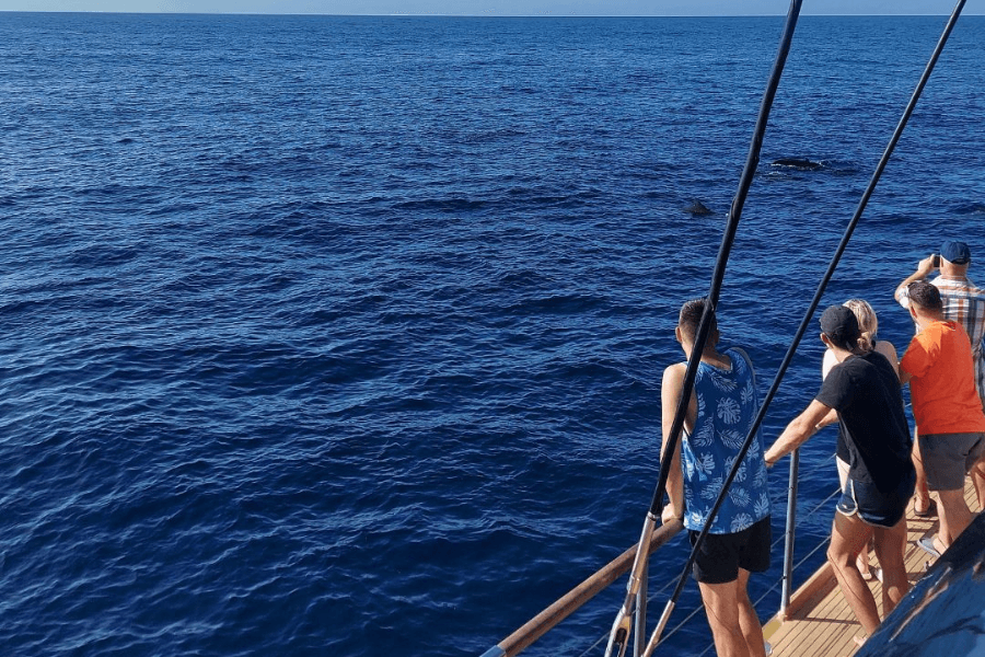 Whale Watching Catamaran to Los Gigantes & Masca