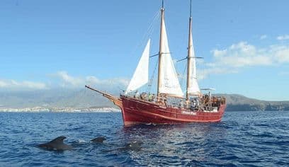 Whale & Dolphin Watching Experience + Los Gigantes And Masca