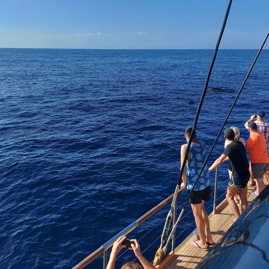 Whale Watching Catamaran in Costa Adeje