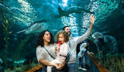 Loro Parque: Entry Ticket