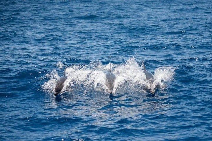 Whale and Dolphin Watching Yacht Trip in Puerto Colón