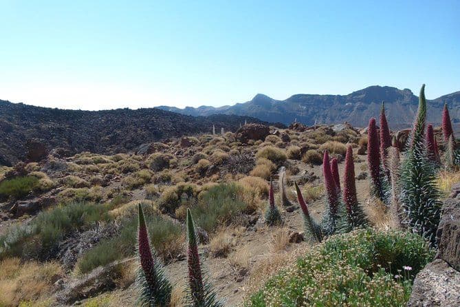 Tenerife Highlights Full-Day Tour