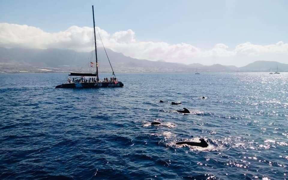 Whale Watching Catamaran in Costa Adeje