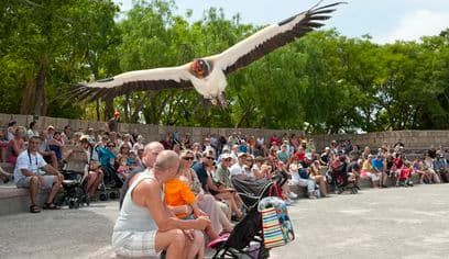 Skip the Line: Jungle Park Tenerife Entrance Ticket
