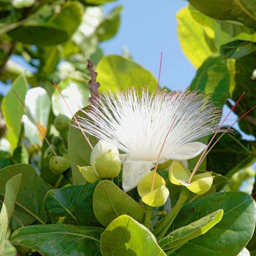 Palmetum of Santa Cruz de Tenerife: Entry Ticket