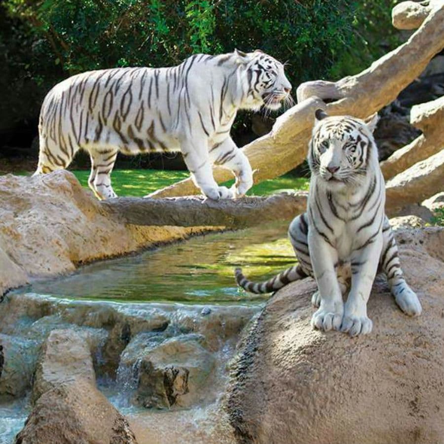 Loro Parque: Entry Ticket + Transport