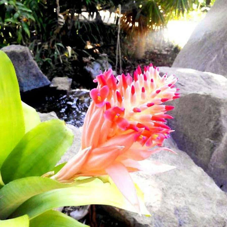 Palmetum of Santa Cruz de Tenerife: Entry Ticket