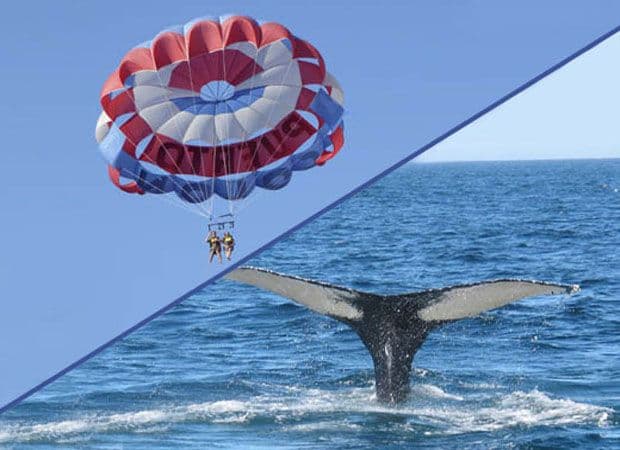 Book Savings Pack : Parascending + Whale Watching