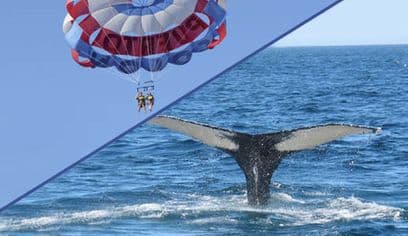 Book Savings Pack : Parascending + Whale Watching