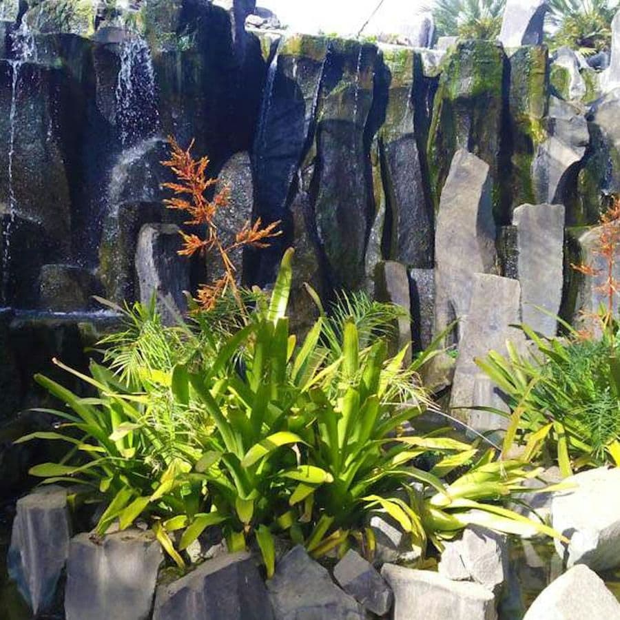 Palmetum of Santa Cruz de Tenerife: Entry Ticket