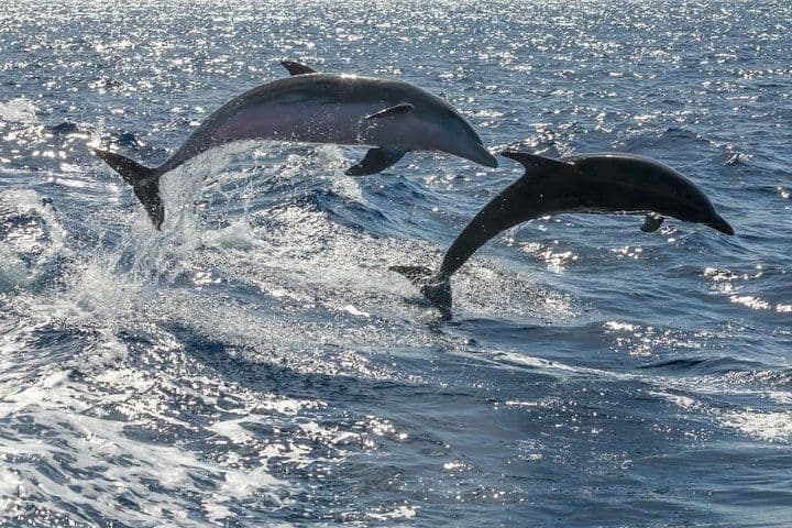 Whale Watching Catamaran to Los Gigantes & Masca