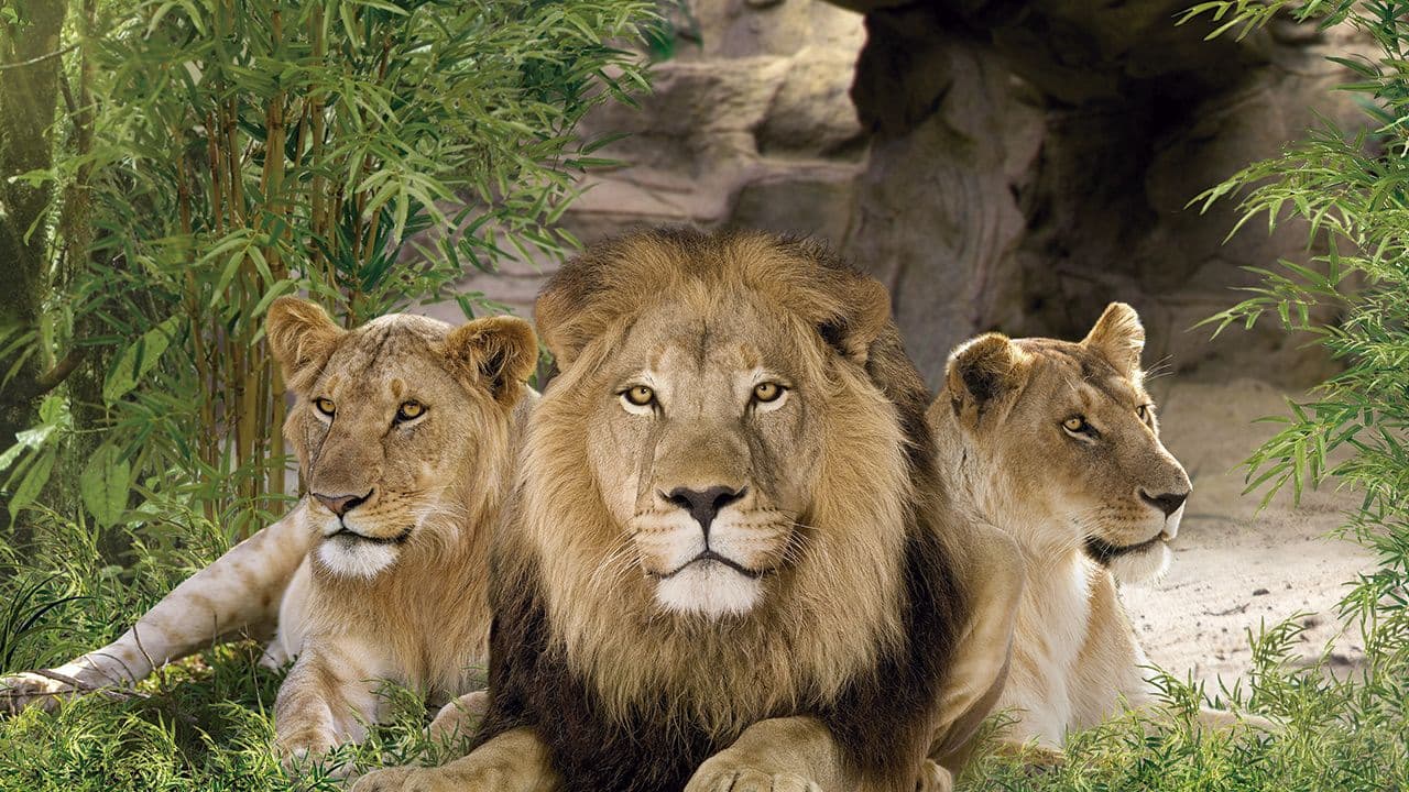 Twin ticket (Loro Parque + Siam Park) with transfer to Loro Park