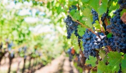 Tenerife Gastronomy Tour with Two Winery Visits and 4-Course Lunch