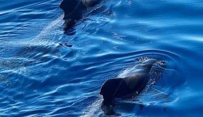 2h Viking Cruise Whales & Dolphins Watching