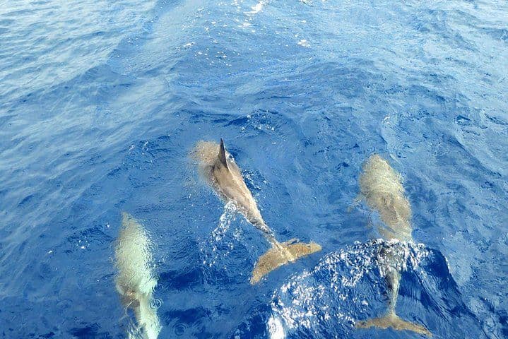 Whale and Dolphin Watching Yacht Trip in Puerto Colón