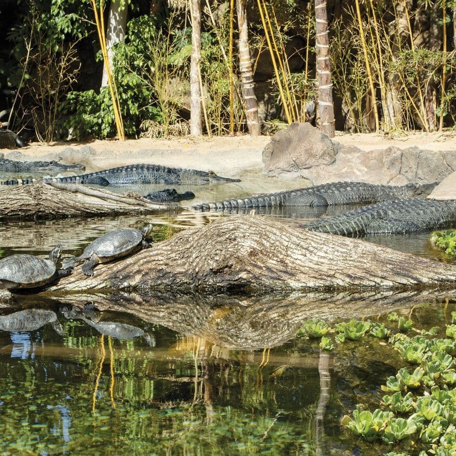 Loro Parque: Entry Ticket