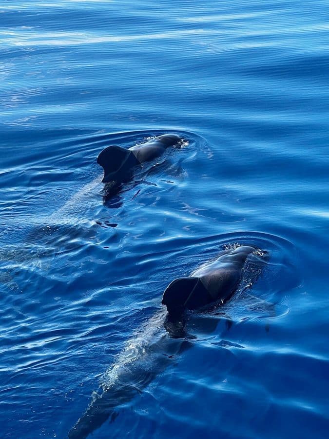 2h Viking Cruise Whales & Dolphins Watching